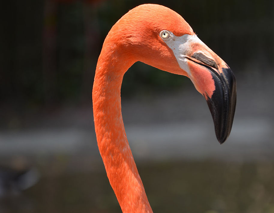 Pink Flamingo Image